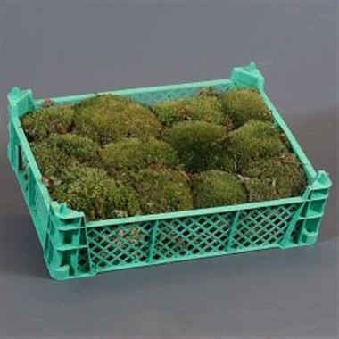 Cushion Moss