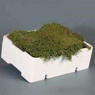 Carpet / Flat Moss