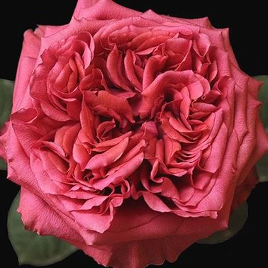 Rose Garden Campenella Hot Pink