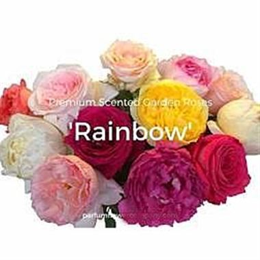 Rose garden rainbow mix (scented)
