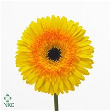 Gerbera aventura