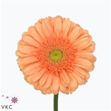 Gerbera avignon
