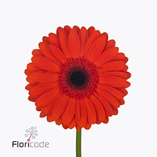 GERBERA BINTANG