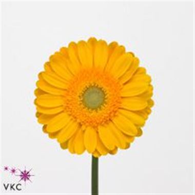 Gerbera captiva