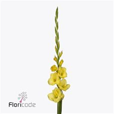Gladioli mozart