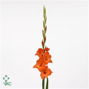 Gladioli Large Prince of Orange