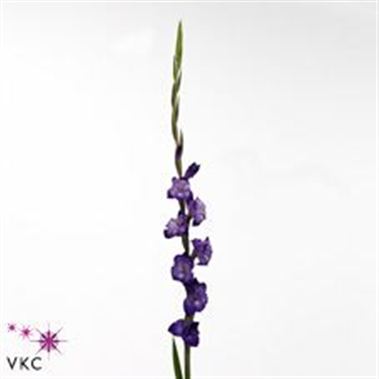 Gladioli Purple Mate