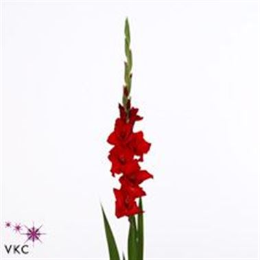 Gladiooli red balance