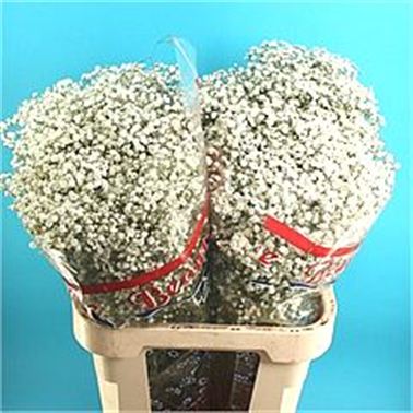 Gypsophila beauty bride