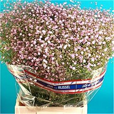 Gypsophila my pink
