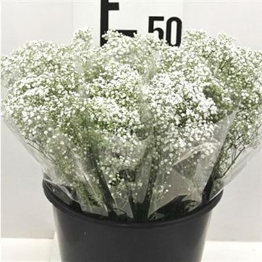 Gypsophila - 5 stem bunches