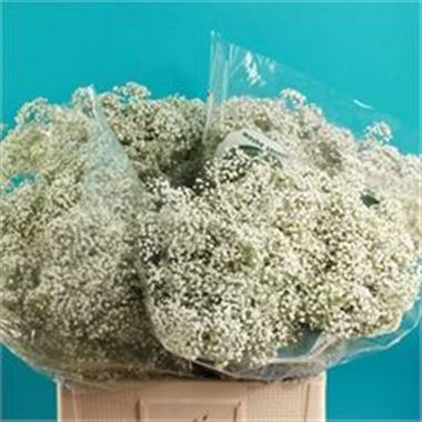 GYPSOPHILA million stars