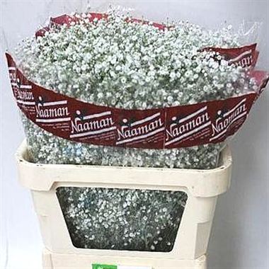 Gypsophila mirabella