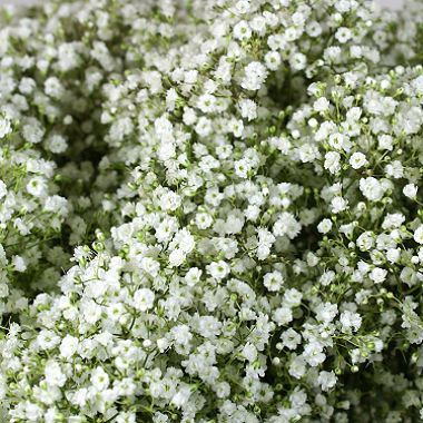 Gypsophila A1 Starburst  (Small Headed)