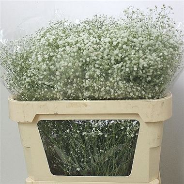 Gypsophila White Victoria