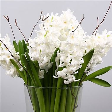 Hyacinths Aiolos
