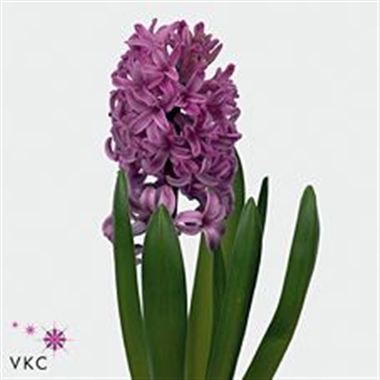 Hyacinths Anna Liza