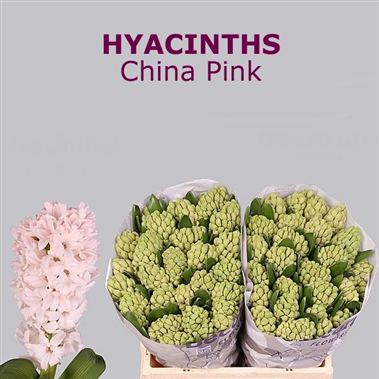 HYACINTHS China Pink