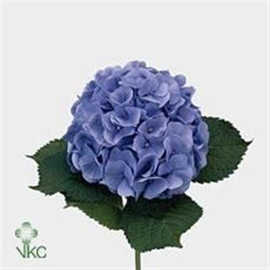 Hydrangea bodensee blue