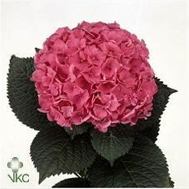 Hydrangea glowing alps cerise