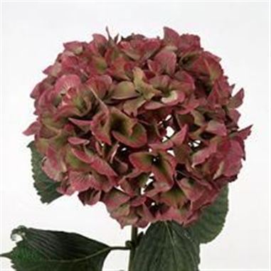 Hydrangea glowing alps classic