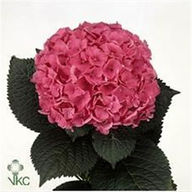 Hydrangea glowing alps cerise
