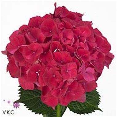 Hydrangea mac magical rubyred