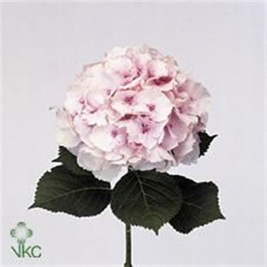 Hydrangea magical emerald