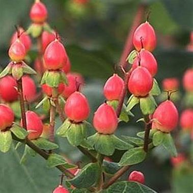 Hypericum Candy Flair