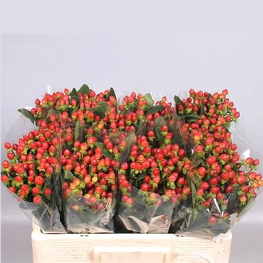 Hypericum Classic Flair