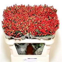 Hypericum Fire Flair
