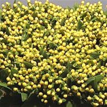 Hypericum Ivory Flair