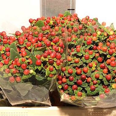 Hypericum King Flair