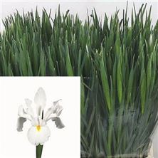 Iris Casablanca