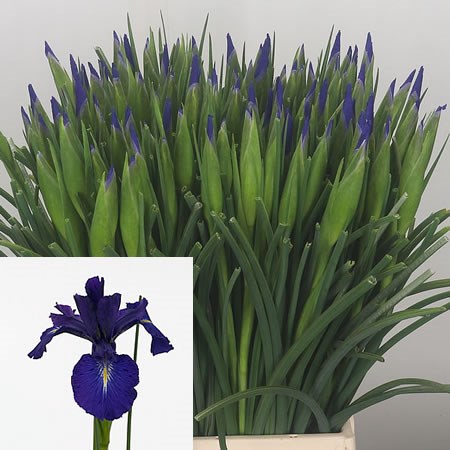 Iris King Of The Blues