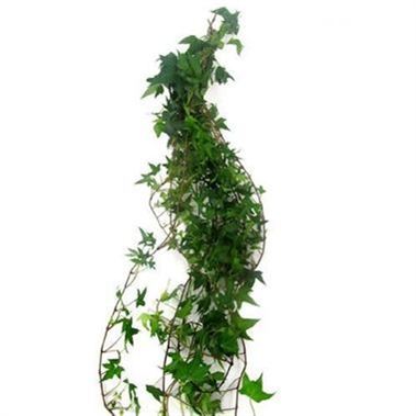 Ivy Trails Green 70cm