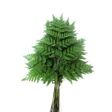 Arachniodes Leatherleaf Large