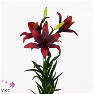Lily Asiatic Foreigner