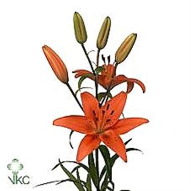 LILY ASIATIC TRESOR