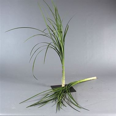 LILY GRASS