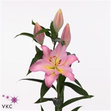 Lily Oriental - fenice
