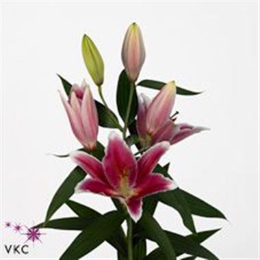 Lily oriental - joop