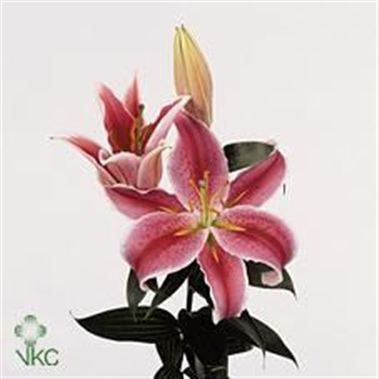 Lily Oriental - La Mancha