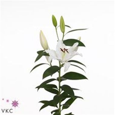 Lily Oriental - iceclear