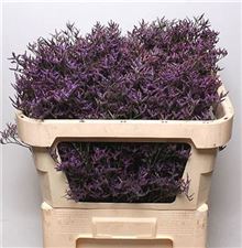 Limonium Safora Dark Blue