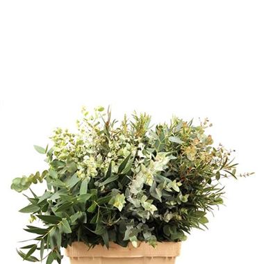 Eucalyptus mixed