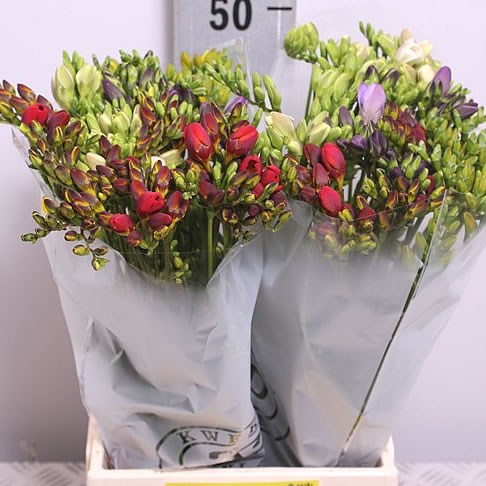 Weekly Special - FREESIA MIX