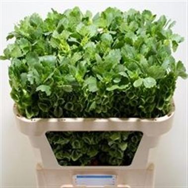 Moluccella laevis