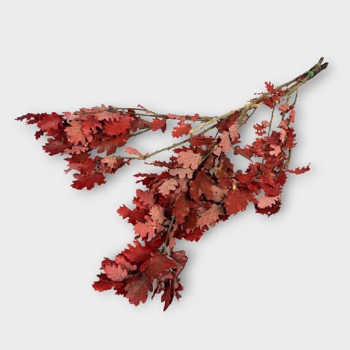 Oak Leaves Preserved Red