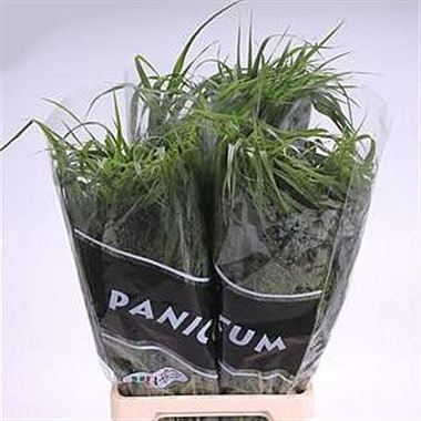 Panicum fountain Grass 70cm